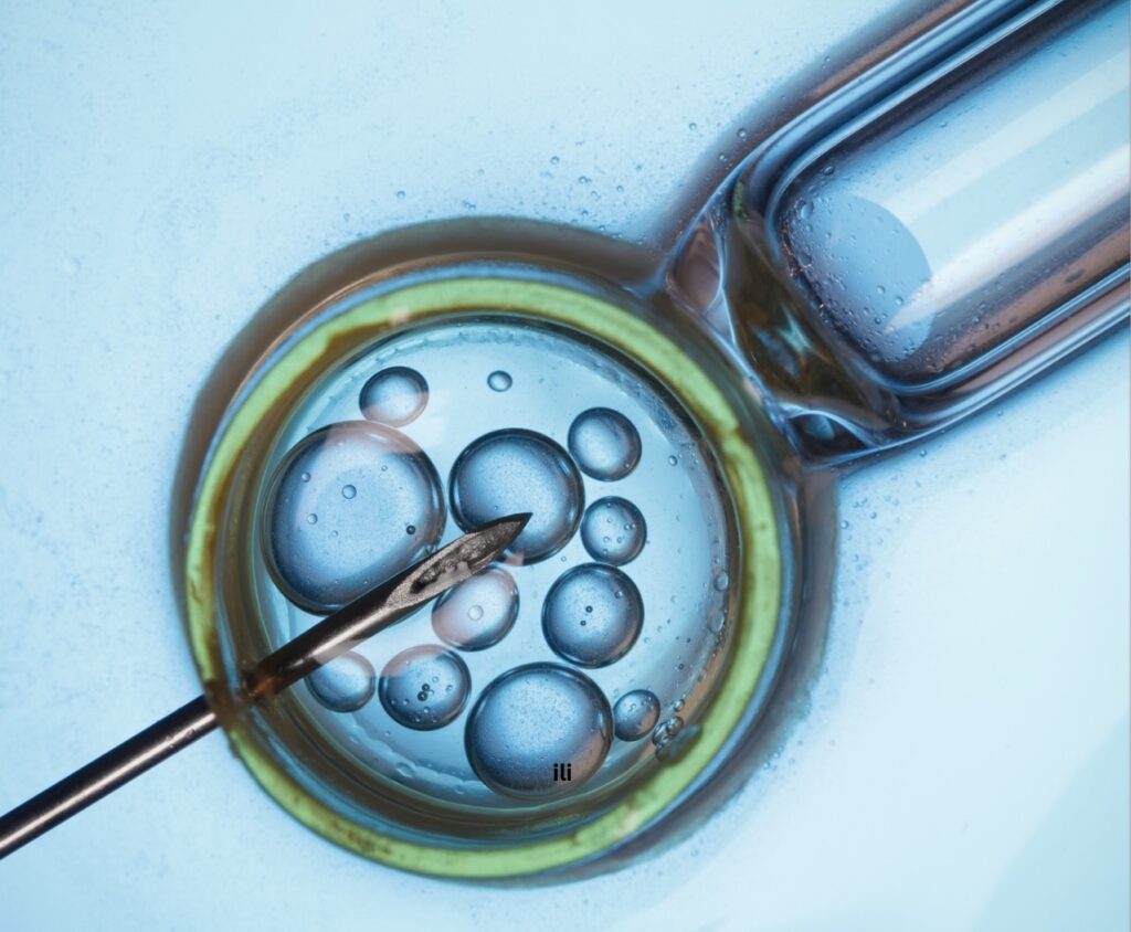 In Vitro Fertilization Fact Sheet